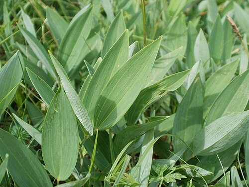 Angular Solomon's seal: Salomonssiegel (Polygonatum odoratum) auf dem Feldherrenhügel