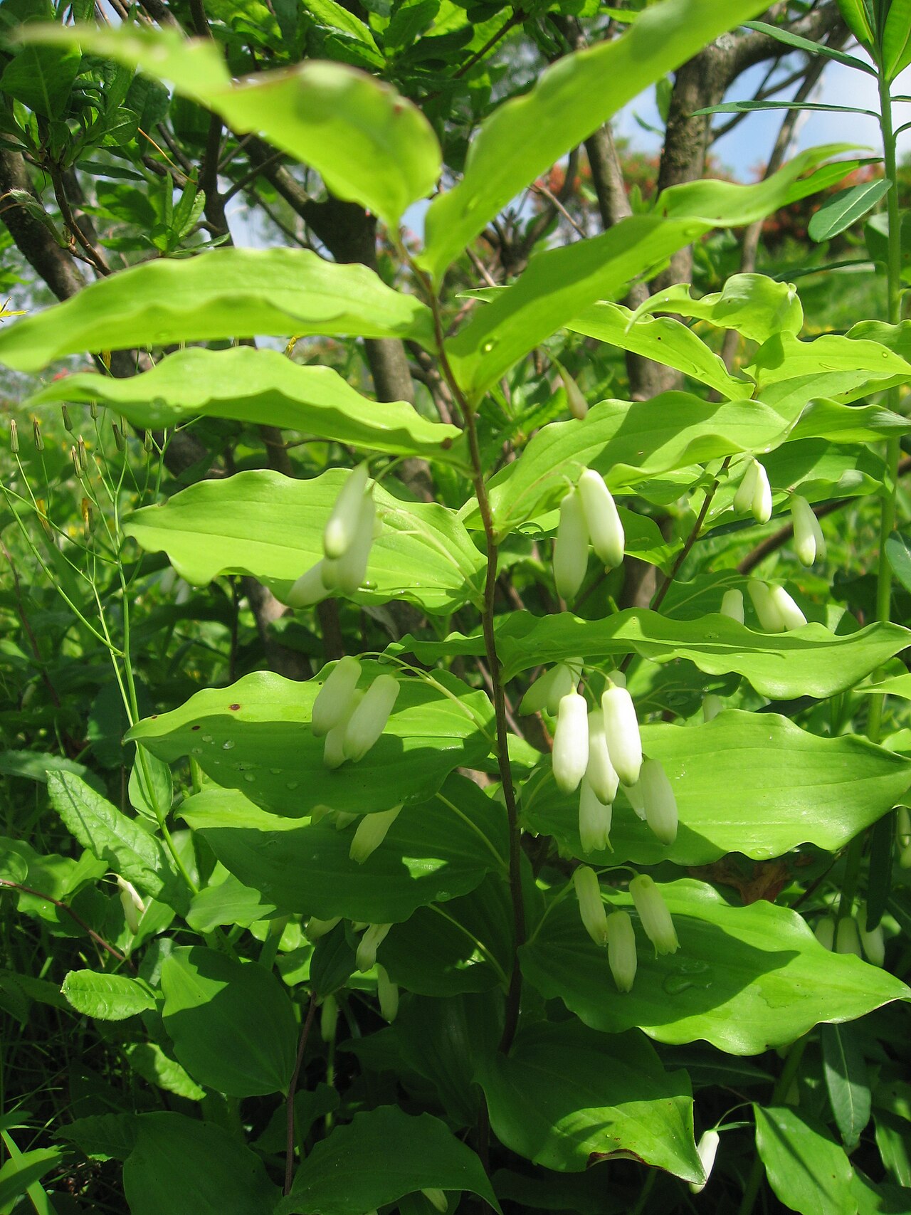 Polygonatum sibiricum: From Japan w.p. Polygonatum lasianthum