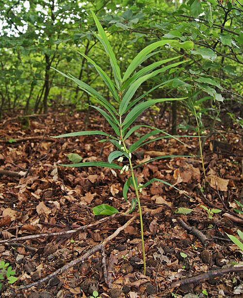 Whorled solomon's-seal: Polygonatum verticillatum