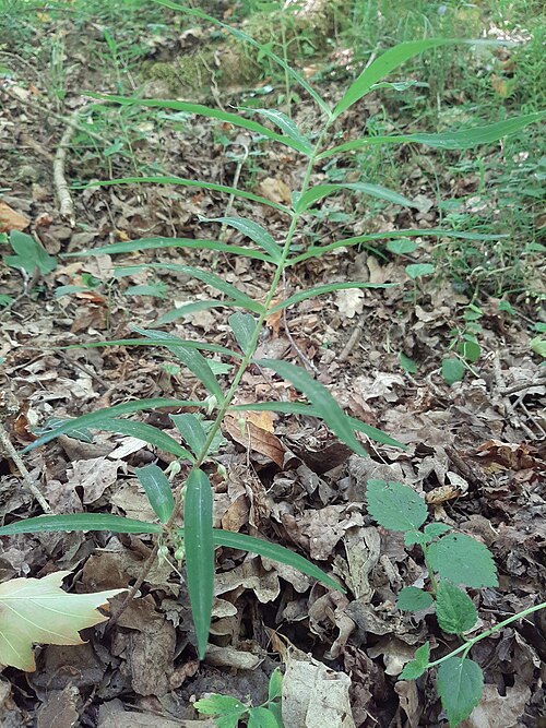 Whorled solomon's-seal: Polygonatum verticillatum, Oberrimbacher Erdfälle 202006