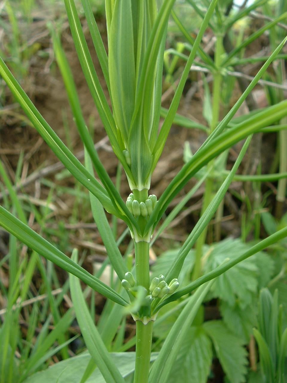 Whorled solomon's-seal: Polygonatum verticillatum , La Cluse et Mijoux