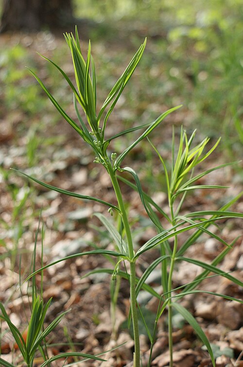 Whorled solomon's-seal: Polygonatum verticillatum