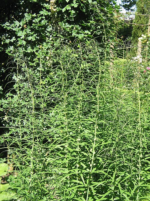Whorled solomon's-seal: Polygonatum verticillatum 'Giant One'