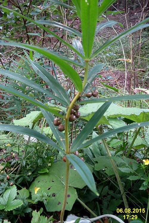 Whorled solomon's-seal: More berries (Ehrwald, Hochthörl-Weg): Polygonatum verticillatum