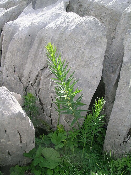 Whorled solomon's-seal: Polygonatum verticillatum , Schynige Platte, Kanton Bern, Schweiz