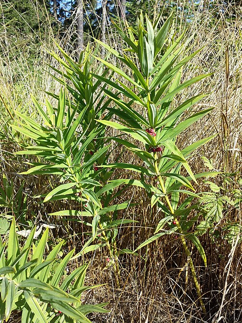 Whorled solomon's-seal: Habitus Taxonym: Polygonatum verticillatum ss Fischer et al. EfÖLS 2008 ISBN 978-3-85474-187-9 Location: Tannermoor near Liebenau, district Freistadt, Upper Aus