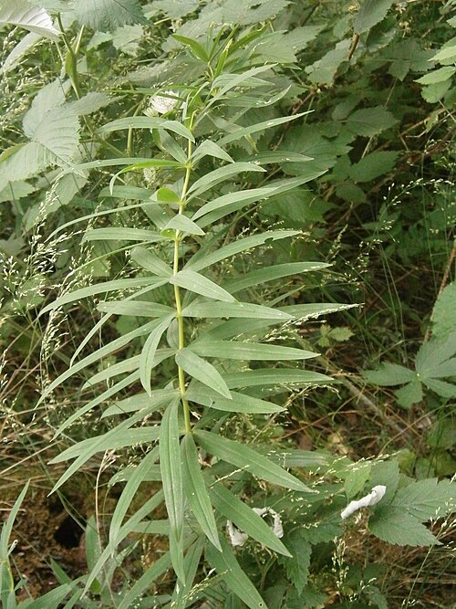 Whorled solomon's-seal: Polygonatum verticillatum