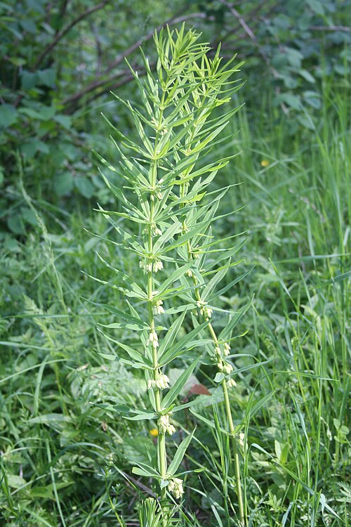Whorled solomon's-seal: Sceau de Salomon verticillé