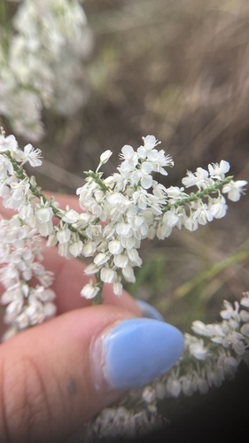 Southern jointweed (Polygonella americana)