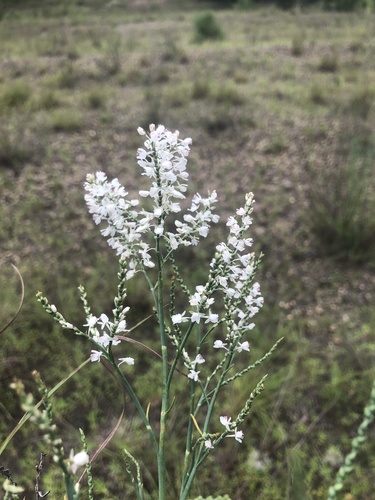 Southern jointweed (Polygonella americana)