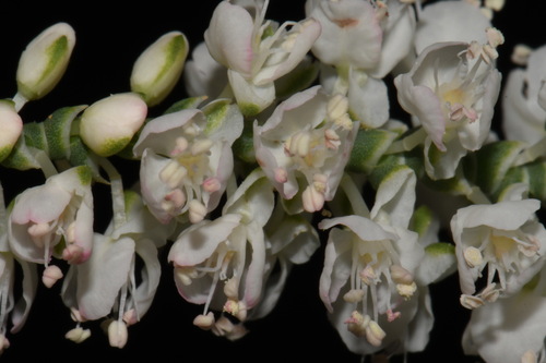 Southern jointweed (Polygonella americana)