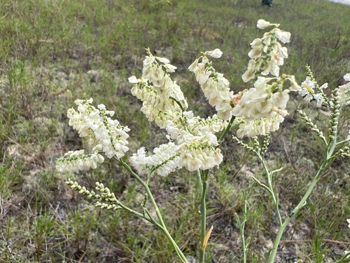 Southern jointweed (Polygonella americana)