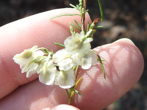 Southern jointweed (Polygonella americana)