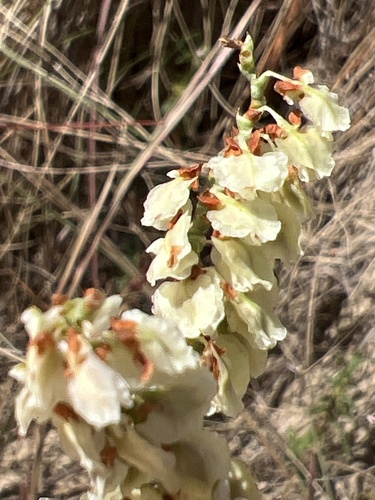Southern jointweed (Polygonella americana)
