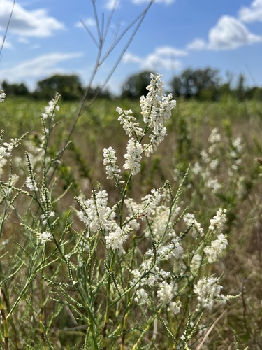 Southern jointweed (Polygonella americana)
