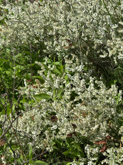 Southern jointweed (Polygonella americana)