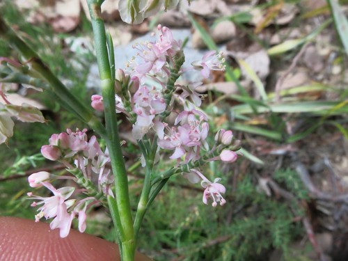 Southern jointweed (Polygonella americana)