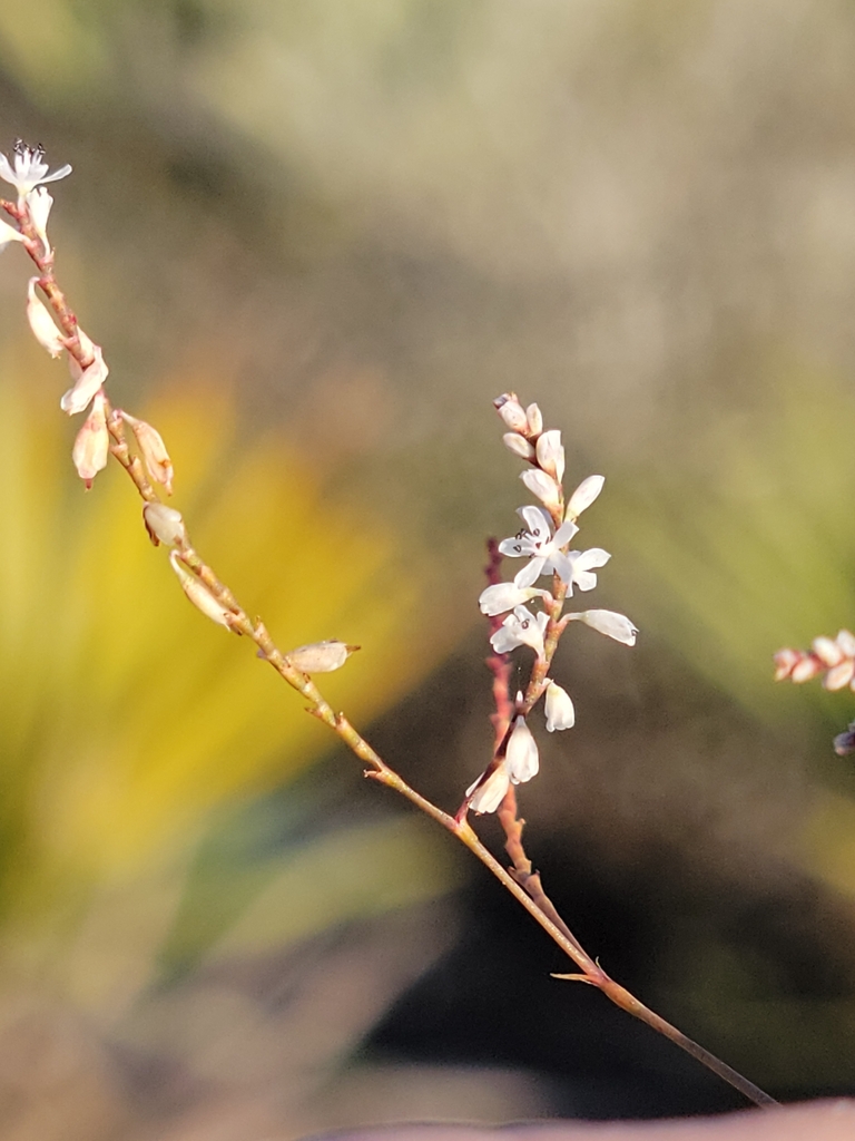 Florida jointweed (Polygonella basiramia)