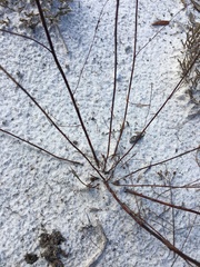 Florida jointweed (Polygonella basiramia)