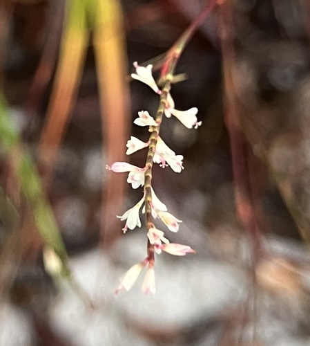 Florida jointweed (Polygonella basiramia)
