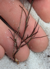 Florida jointweed (Polygonella basiramia)