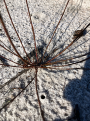 Florida jointweed (Polygonella basiramia)