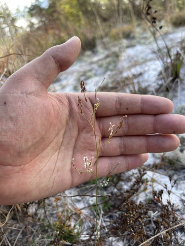 Florida jointweed (Polygonella basiramia)