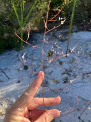 Florida jointweed (Polygonella basiramia)