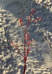 Florida jointweed (Polygonella basiramia)