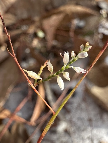 Florida jointweed (Polygonella basiramia)