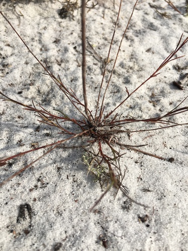 Florida jointweed (Polygonella basiramia)