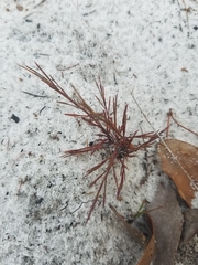 Florida jointweed (Polygonella basiramia)