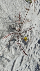 Florida jointweed (Polygonella basiramia)