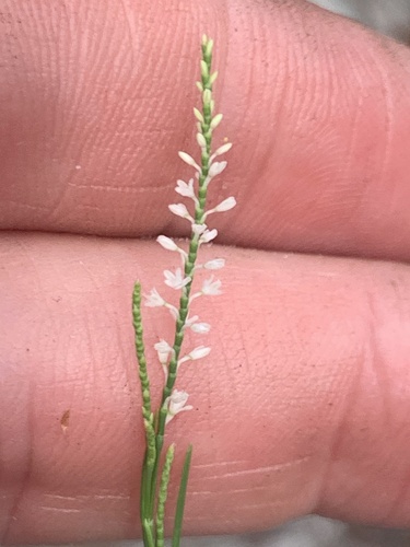 Hairy jointweed (Polygonella ciliata)