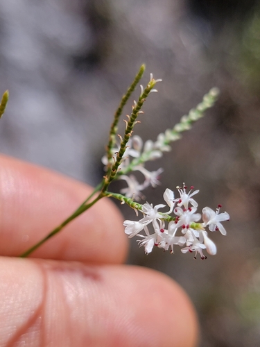 Hairy jointweed (Polygonella ciliata)