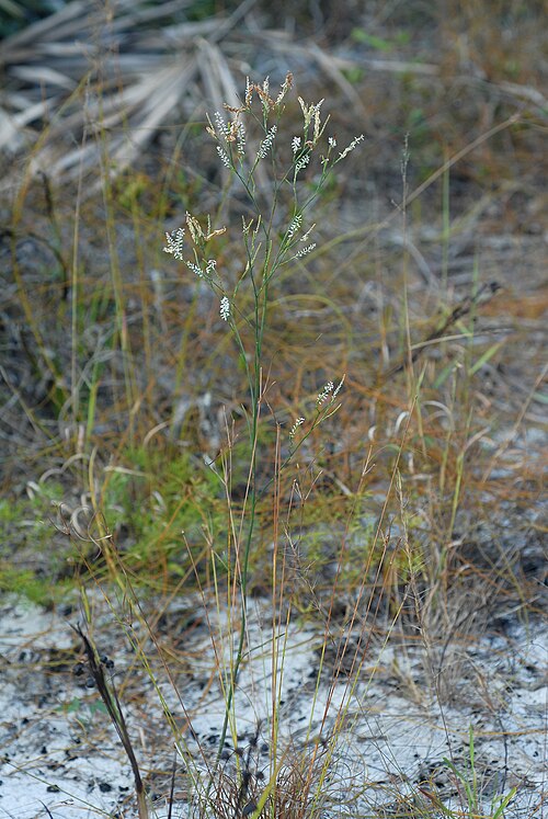 Hairy jointweed: Polygonella ciliata