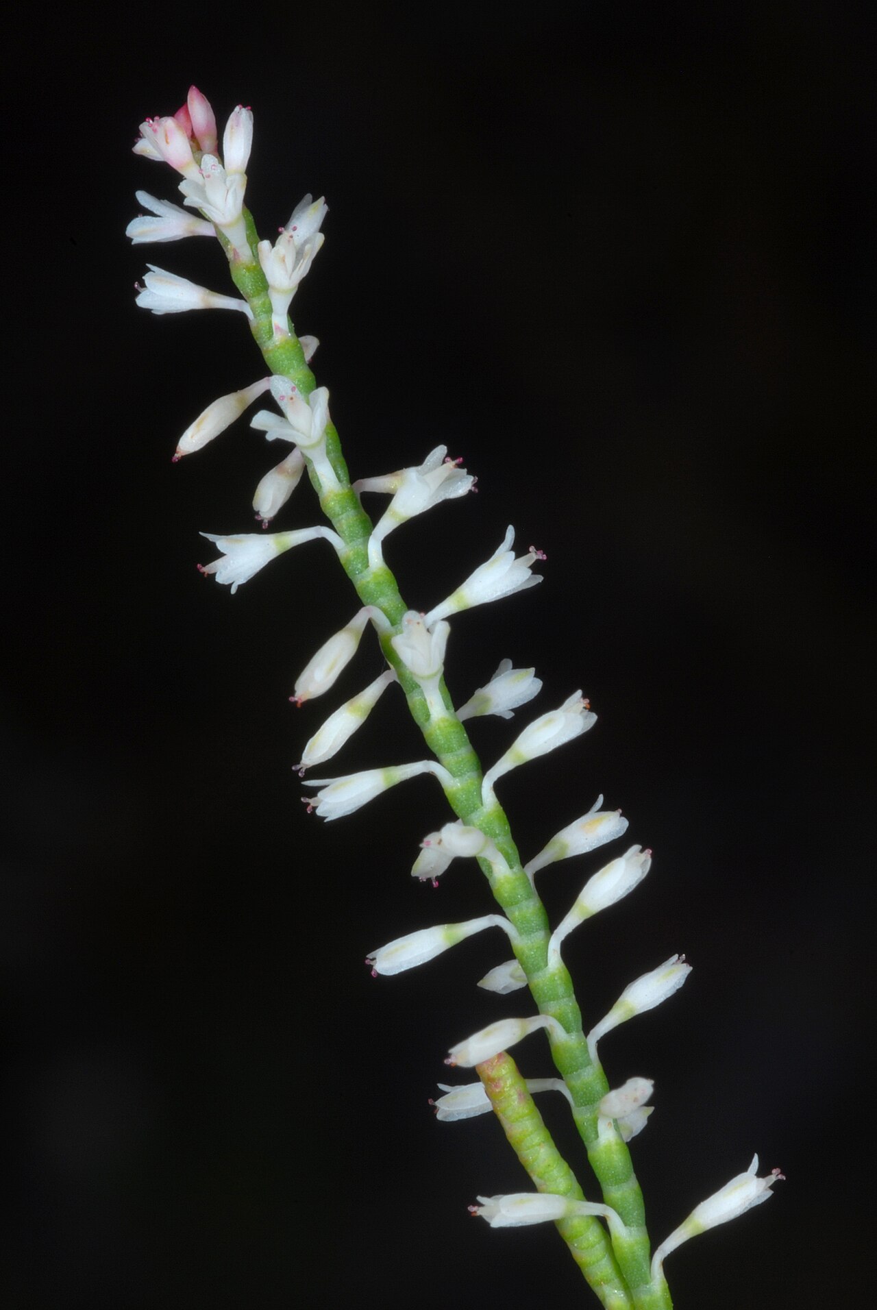 Hairy jointweed: Polygonella ciliata