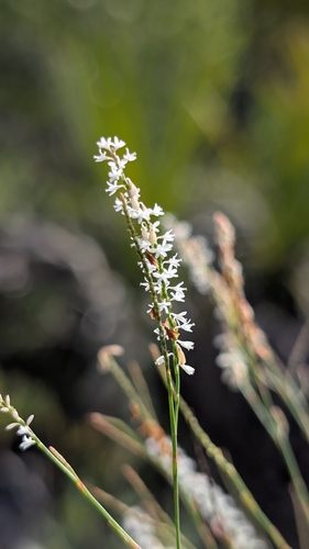 Hairy jointweed (Polygonella ciliata)