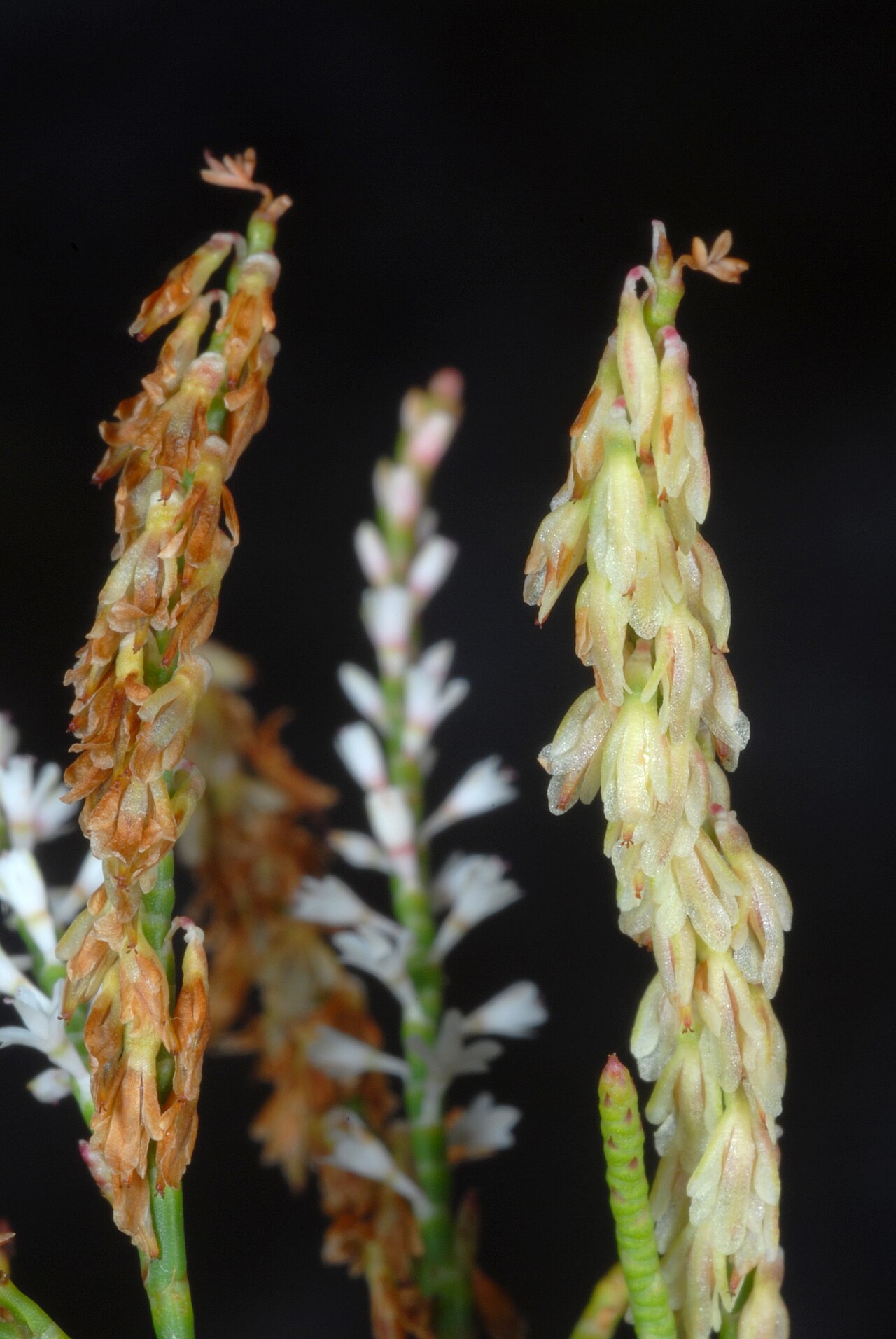 Hairy jointweed: Polygonella ciliata