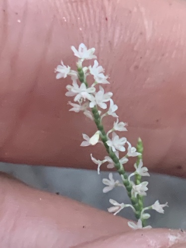 Hairy jointweed (Polygonella ciliata)
