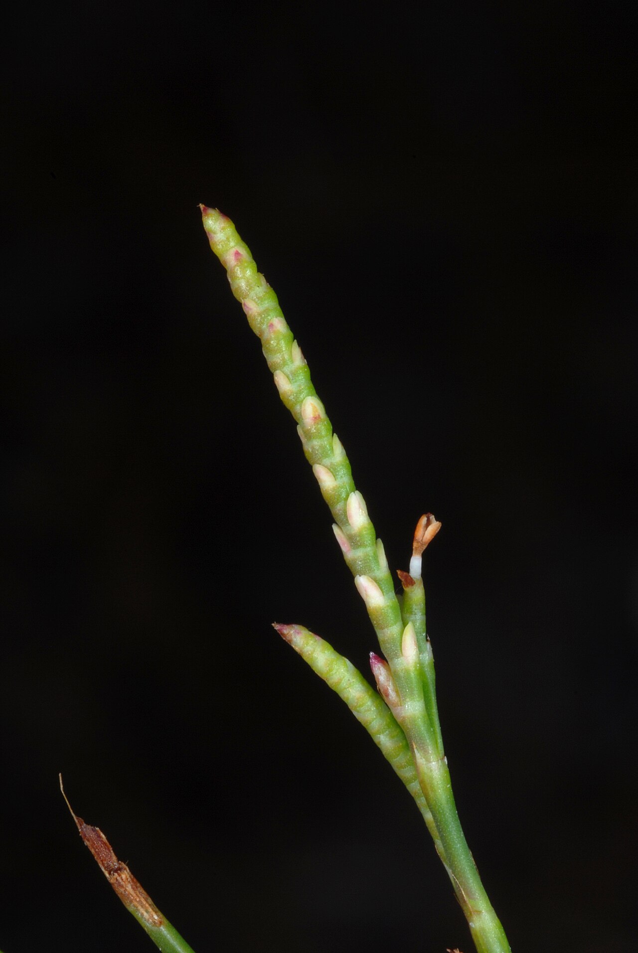 Hairy jointweed: Polygonella ciliata