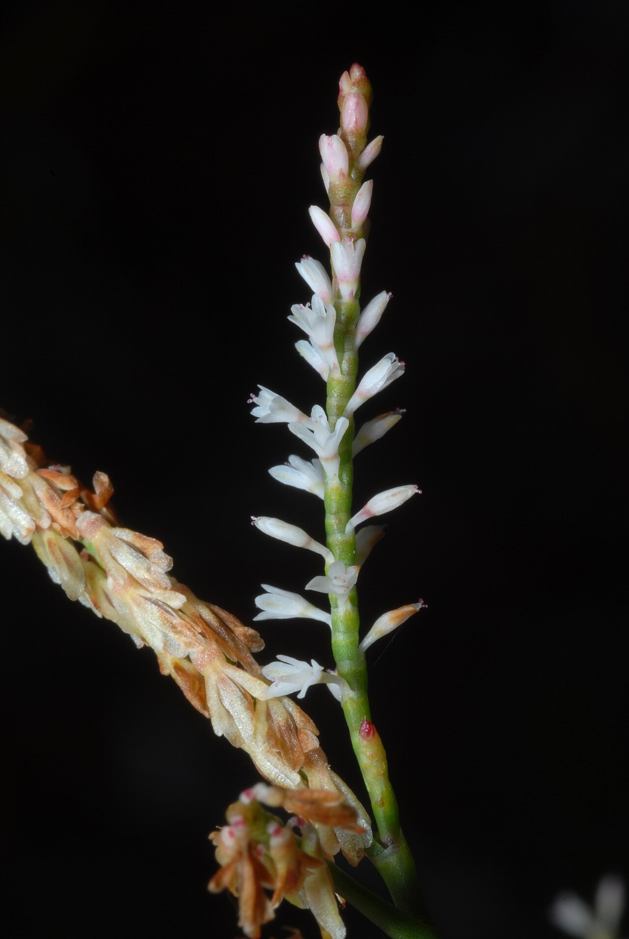 Hairy jointweed: Polygonella ciliata