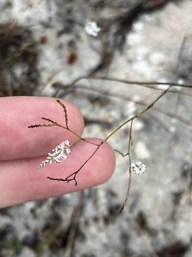 Hairy jointweed (Polygonella ciliata)