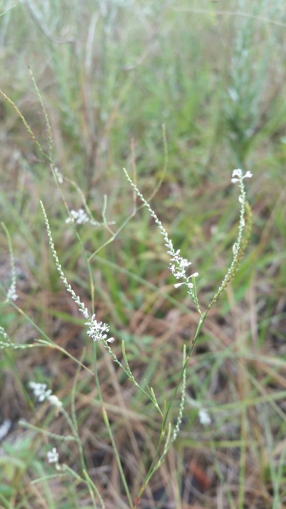 Hairy jointweed (Polygonella ciliata)