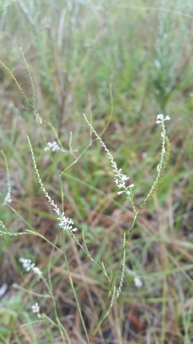 Hairy jointweed (Polygonella ciliata)