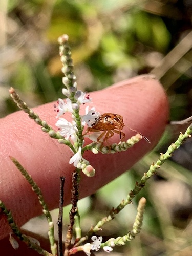Hairy jointweed (Polygonella ciliata)