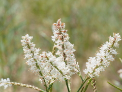 Sandhill jointweed (Polygonella fimbriata)