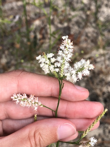 Sandhill jointweed (Polygonella fimbriata)