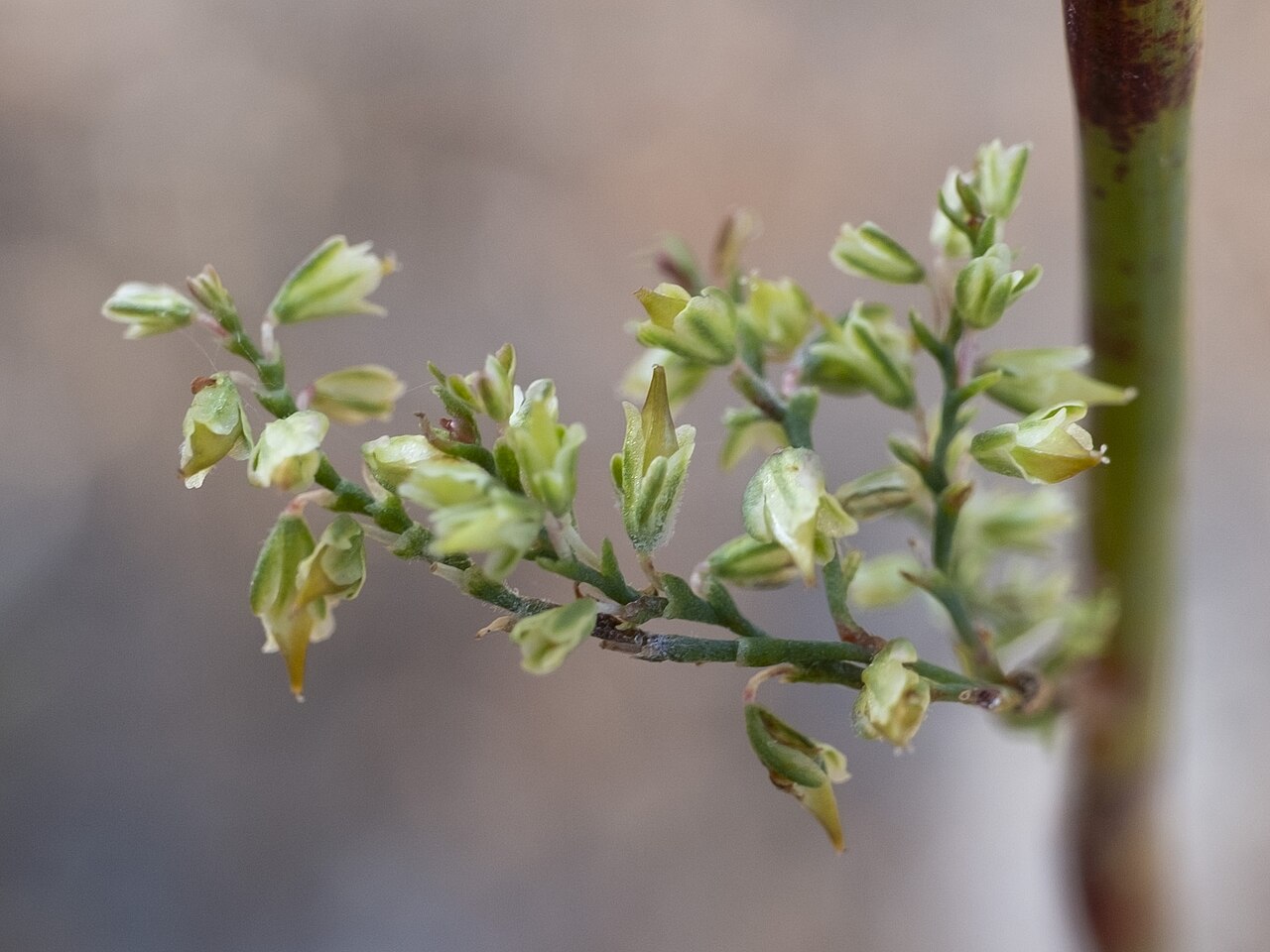 Tall jointweed: Polygonella in the United States