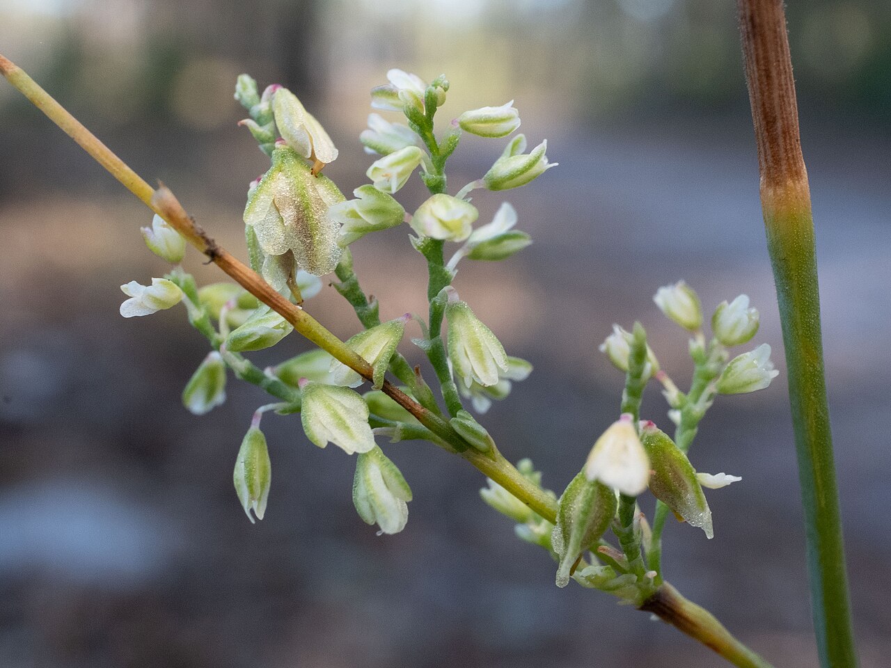Tall jointweed: Tall Jointweed ( Polygonella gracilis ) in the United States